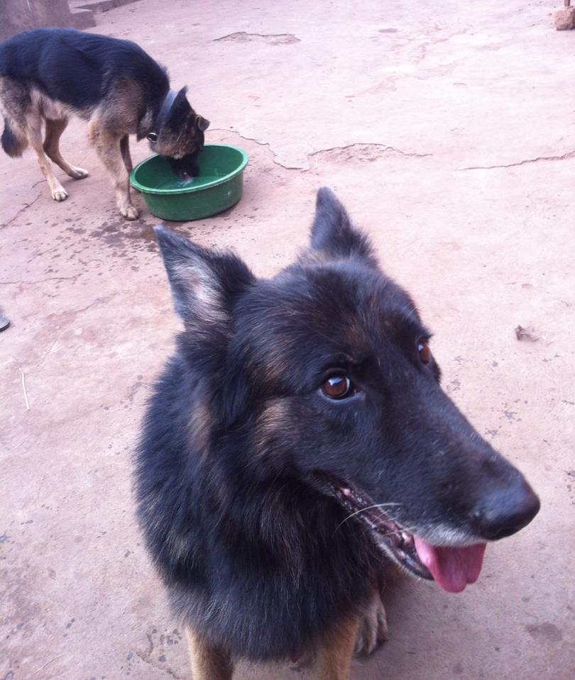 barkoffdogs's tweet photo. Wow wow!!! Beast posed very nice for this selfie. #dog #twitter  #dogs #NGON2016 #K9 #germanshepherds #doglover #K90 https://t.co/24LUJxAxJq