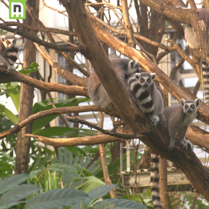 'Dierenpark Emmen: De Grote Expeditie' gemist? Kijk de herhaling van aflevering 7 om 11.00 uur bij <a href="/SBS6/">SBS6</a> #wildlands