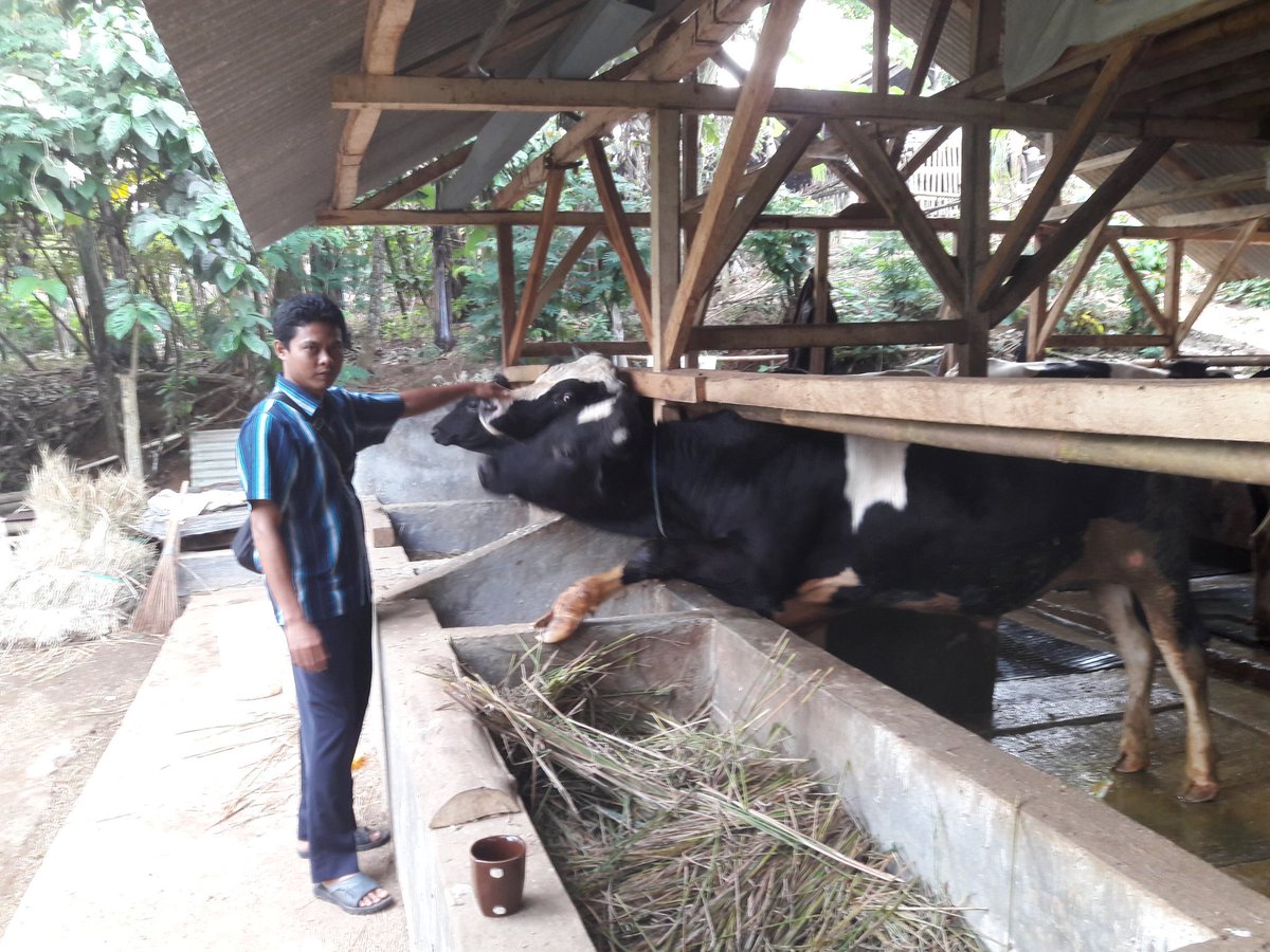 Di jual hewan qurban..