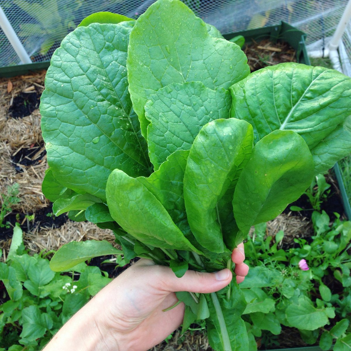 juliafinnane's tweet photo. Finally enough garden greens for dinner! 😀 #growyourownfood #organicgardening https://t.co/pqBgw6qng9