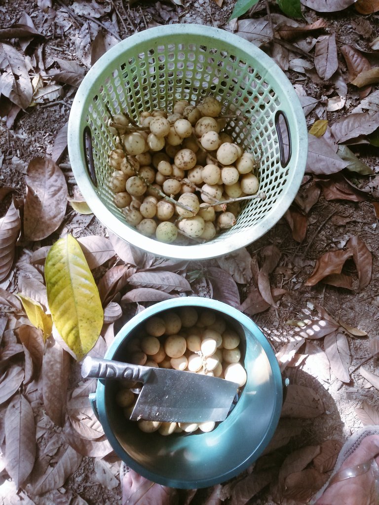 syamilafif_'s tweet photo. Dukung duo bakul. Manggis duo biji. #Podeh https://t.co/4NyF9jIzMM