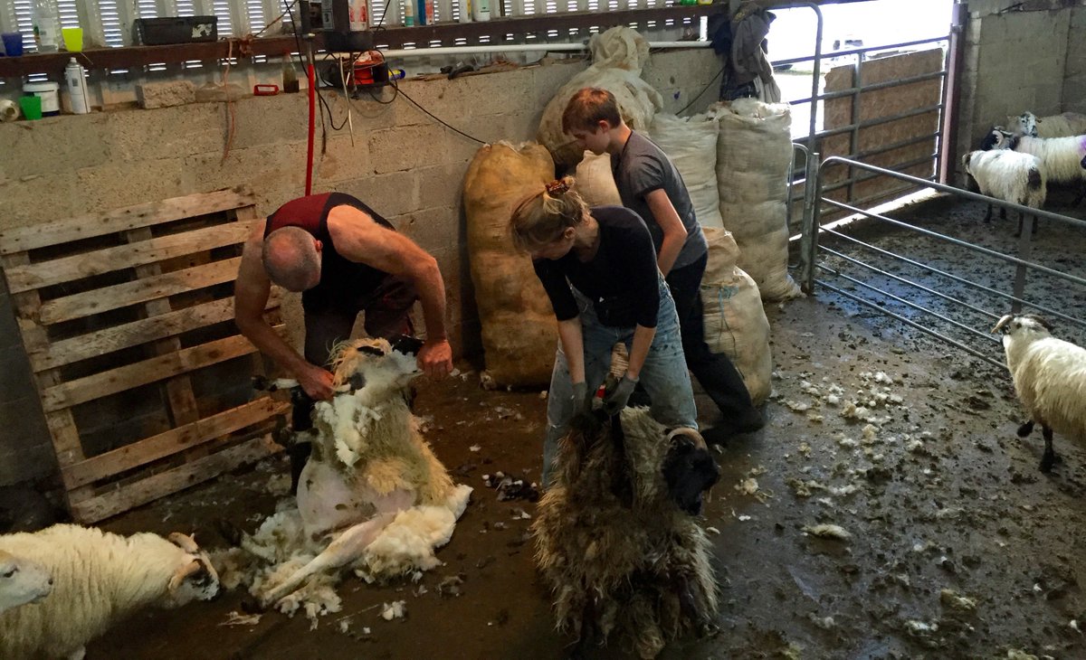miekevanmec's tweet photo. #farming #shearing2016 https://t.co/UpKKTgDVZq