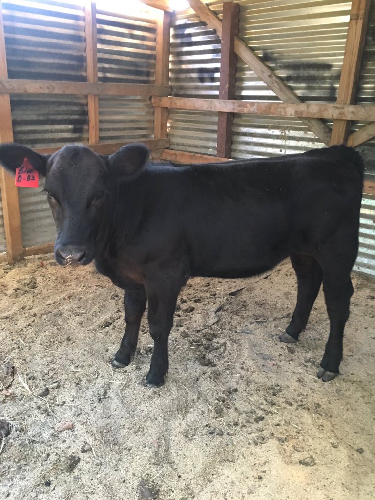 harmonranches's tweet photo. Hazel, Masen's #2 FFA project is growing up and filling out! #readyforshowseason https://t.co/b7XoXkiVND