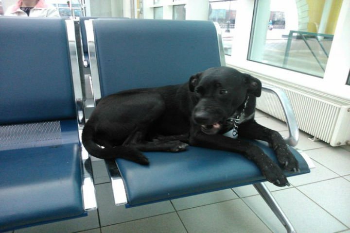 Собака на вокзале Собака на вокзале