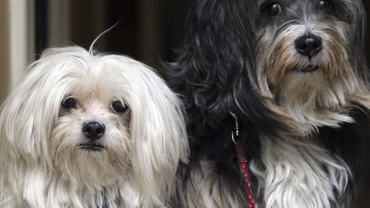 PrimerImpacto's tweet image. Los beneficios de tener una mascota uni.vi/Cc2o3030kvC #PetsAddLife