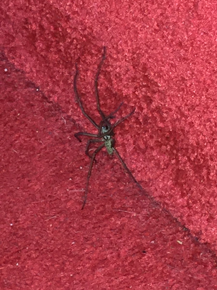 php_mattc's tweet image. The spiders in my house are getting bigger…