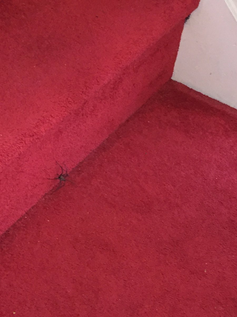 php_mattc's tweet image. The spiders in my house are getting bigger…