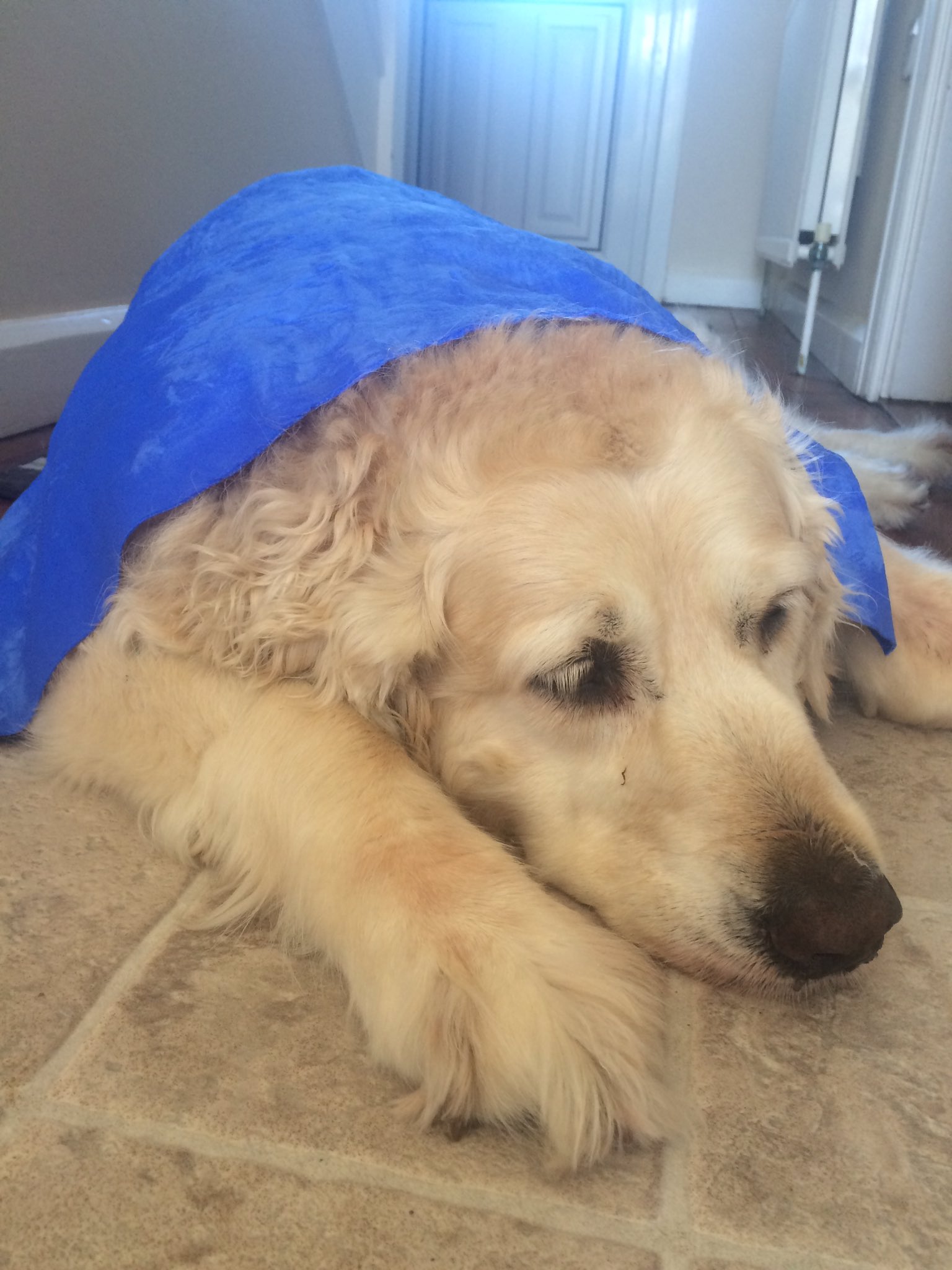Aquamat dog cheap towel