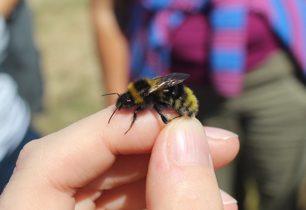 Very interesting male garden, Bombus hortorum with a yellow tail yesterday at #RSPB Dungeness <a href="/BumblebeeTrust/">Bumblebee Conservation Trust</a>