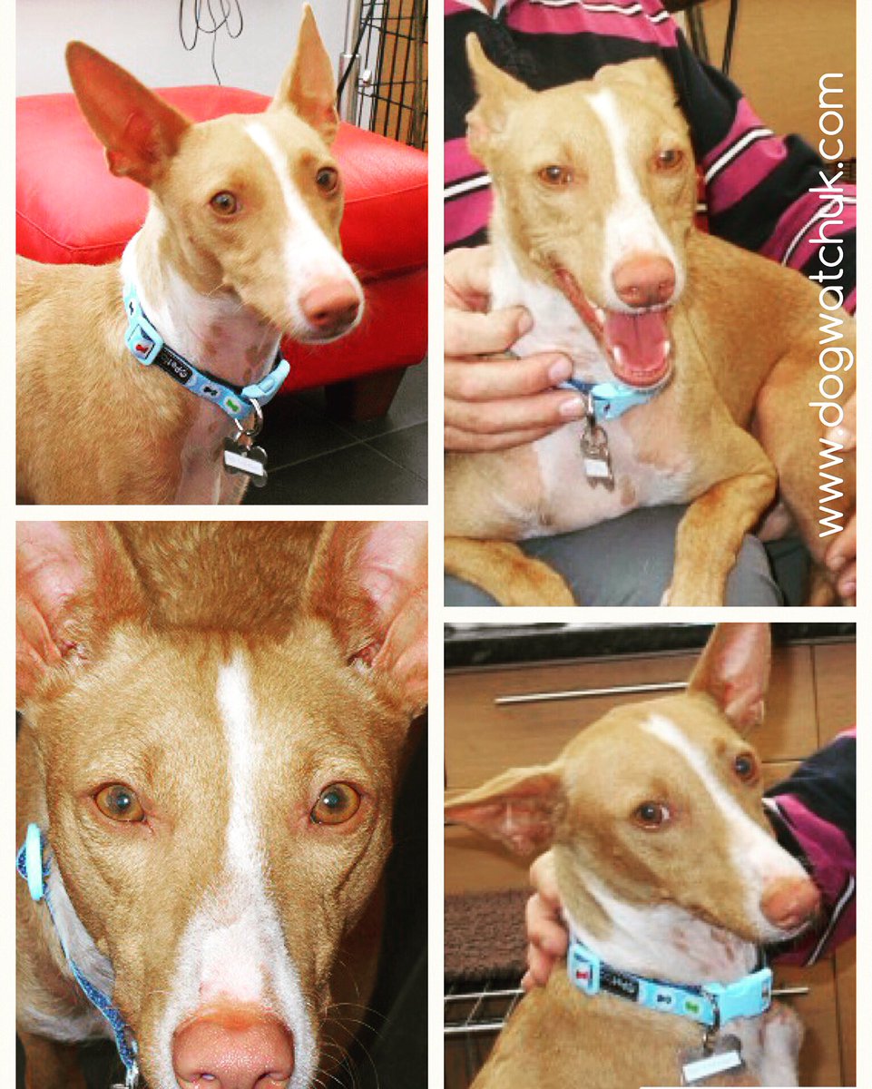 DogWatchDogs's tweet photo. #podenco in foster #WestMidlands looking for a furever home what a #cheeky #smile https://t.co/cUUElPrBVK https://t.co/uiSXyxDKyY