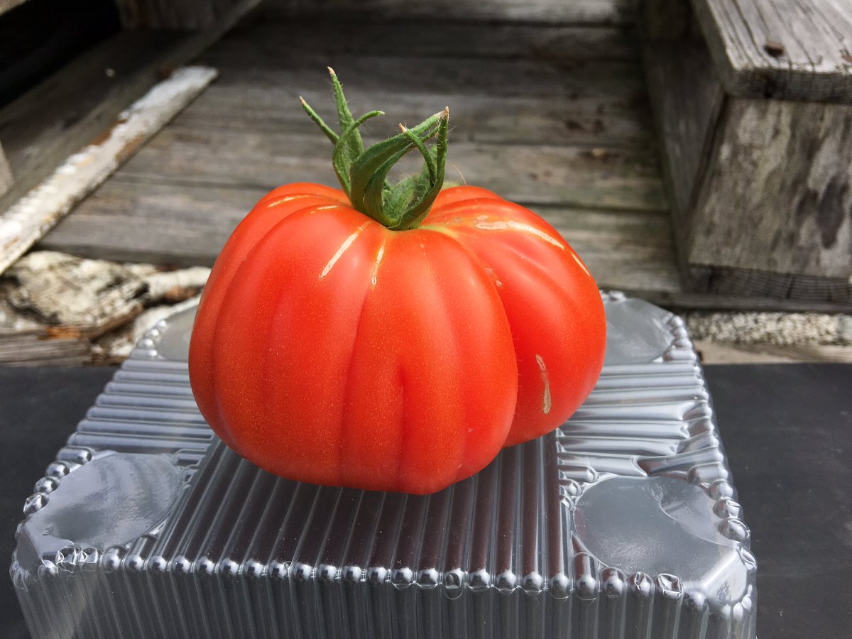 sarfsee's tweet image. #ATomatoADay
Here's Cuore di Bue an #Oxheart type with good taste. Takes time to start cropping but lots &amp;amp; worth it