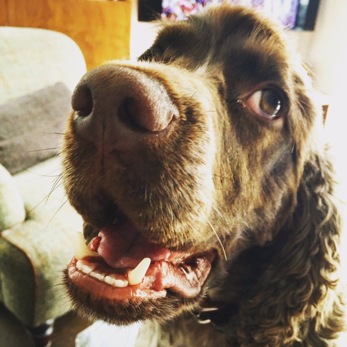 mrhumphreyhound's tweet photo. What's up #pup https://t.co/CfxBVqKn8H