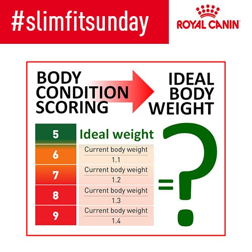 Recommended Body Weight Chart