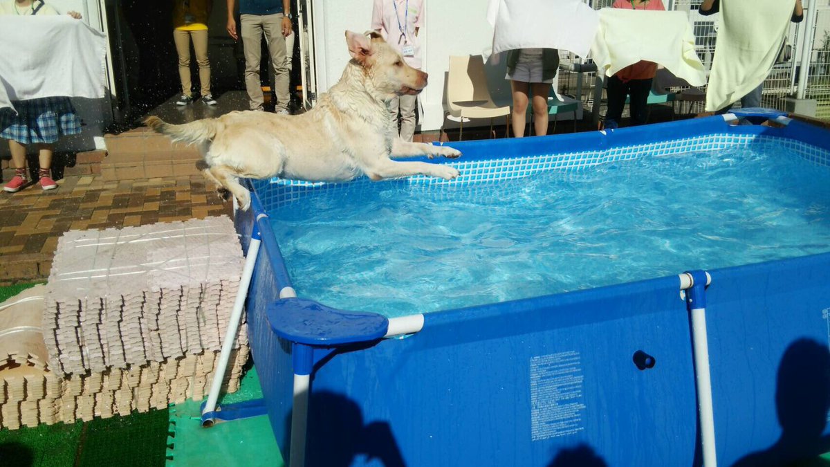 Tsbペット Ar Twitter 夏のペット科恒例 犬用プールが屋上ドッグランにオープンしてます 体験入学では 犬たちの楽しいプール遊びをご紹介してます みなさん 是非ご来校下さい 専門学校 ペット 体験入学 オープンキャンパス tsb Tsbペット Ar Twitter 夏のペット科恒例 犬用プールが屋上ドッグランにオープンしてます 体験入学では 犬たちの楽しいプール遊びをご紹介してます みなさん 是非ご来校下さい 専門学校 ペット 体験入学 オープンキャンパス tsb