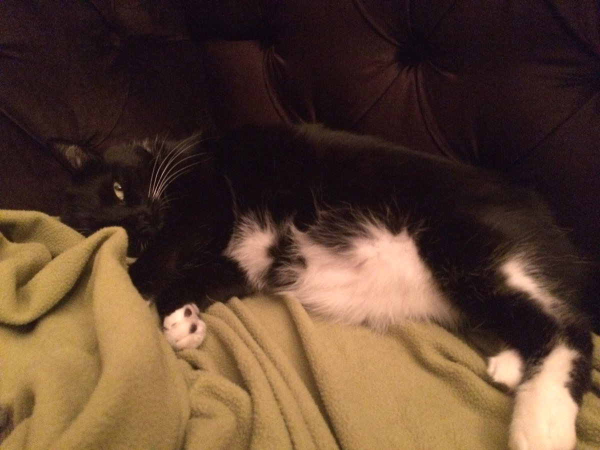 JoyfulVegan's tweet photo. Seriously with the cuteness, Michiko?! #morningplotz #dailydoseofcuteness https://t.co/xWNtRdl7m8