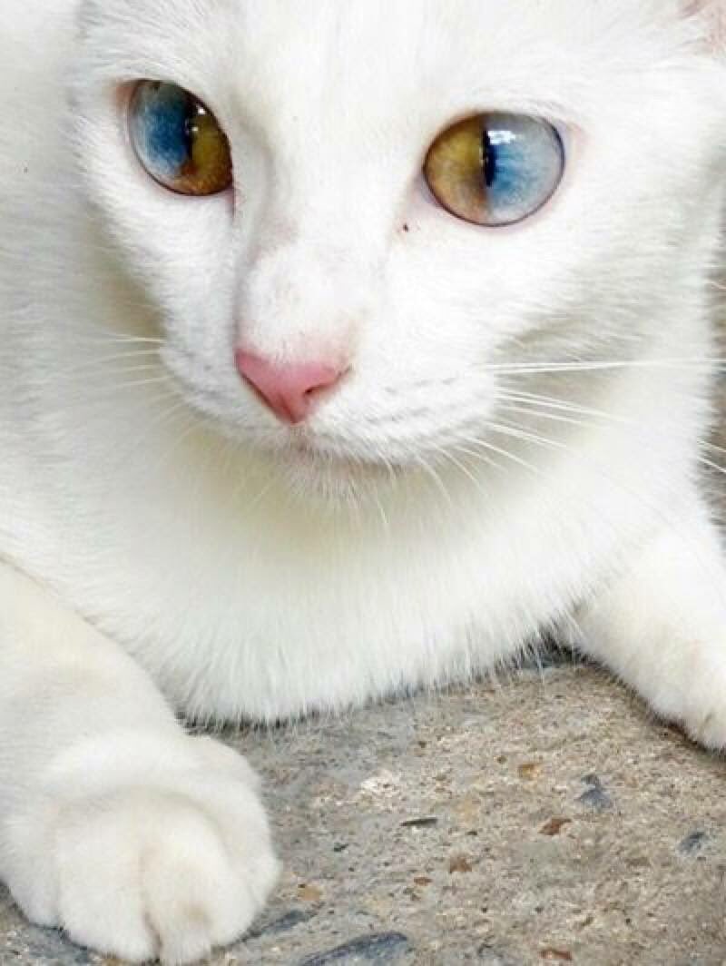 ダイクロイックアイの猫が生まれる原因 確率 値段と視力の情報も ぱやブログ