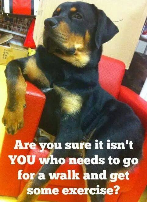 rottweiler puppies on Twitter: rottweiler puppies on Twitter: