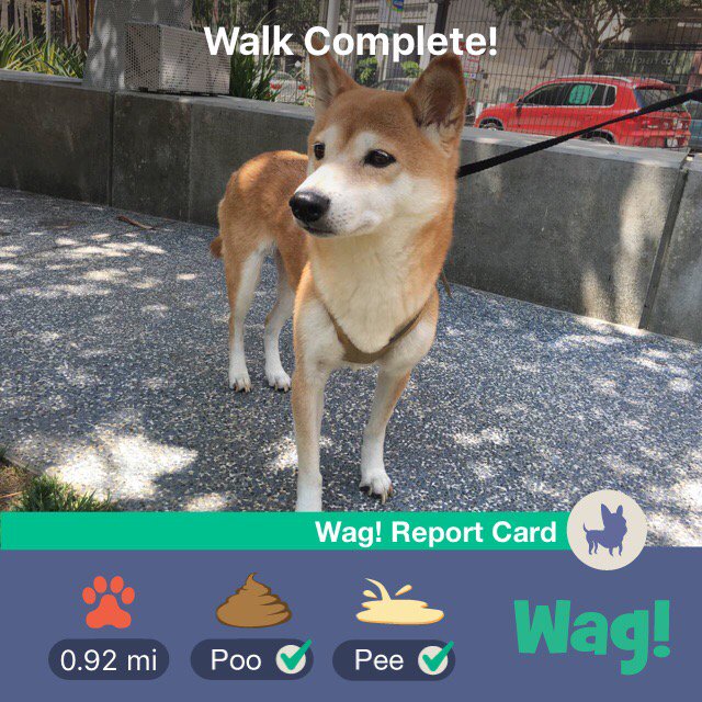 Just got my dog walked by Wag! Thanks so much @WagWalking! https://t.co/YQxcBf6tVO https://t.co/B8Op
