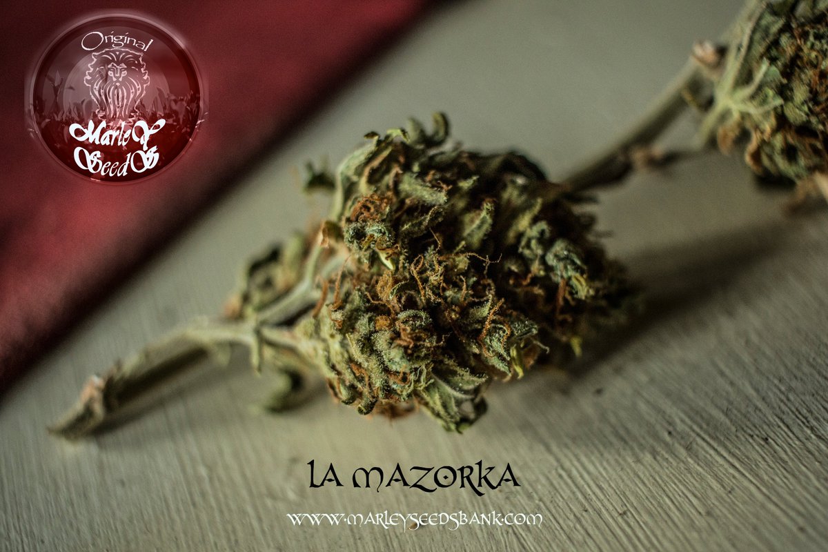 Redemption_W's tweet image. "Drying should be done in an environment with 60% humidity and 20° during 15 days or until the branches do 'crack' "