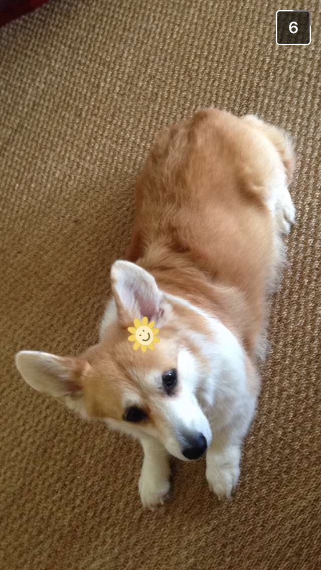 HVNNVH28's tweet photo. thank you for blessing my day with these snaps #corgis4ever https://t.co/WBzq0mJmZ4