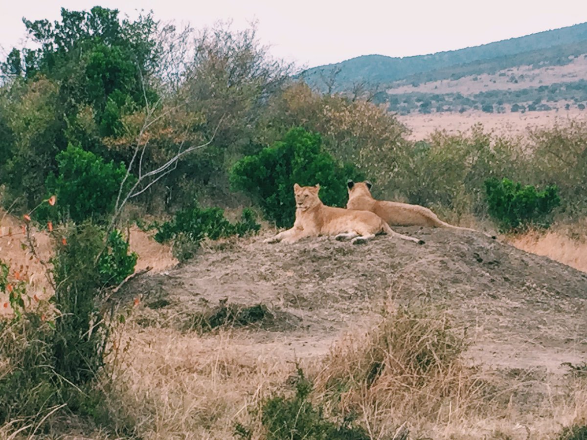 AtefNassef's tweet photo. The Maasai Mara National Reserve, Kenya. https://t.co/zQTPQhFCtg