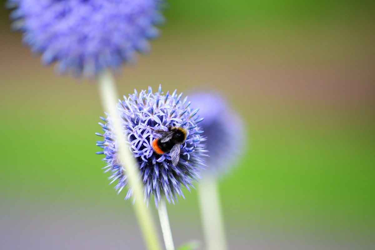 lin_murton's tweet photo. #busybee #sensorygarden #beautyofnature @bramptonpark @NewsNBC @ArtMurton https://t.co/zmWbr1iuBE