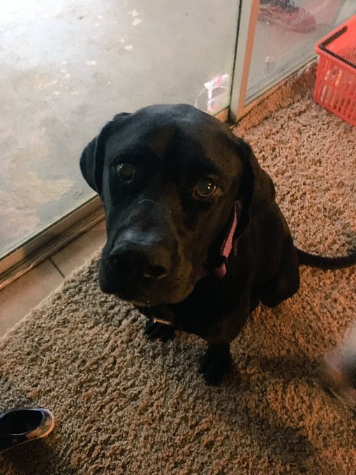 And that's why I stepped in and rescued this sweet ol' gal. I named her Sadie, after The Beetles song<a href="/tag/sailormoon"class="tags"><span>#sailormoon</span></a>