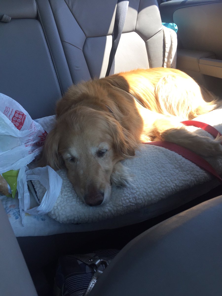 allisonjkelly's tweet photo. I put @amistatmusic on for my anxious pup. This is the result: https://t.co/98LYdLx3lT