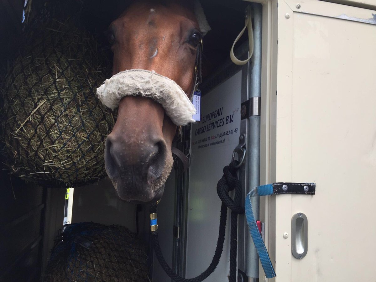 FEI_Global's tweet photo. The #EquestrianJumping horses have landed! @StalDeSjiem's Zenith is liking the look of @Rio2016 #TwoHearts #Rio2016 https://t.co/3xfZIWC2SC