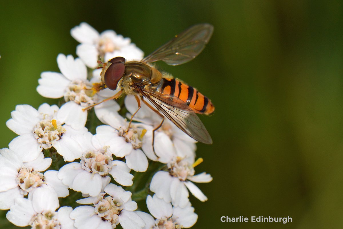 Marmalade Hoverfly at Lochend Park #Edinburgh #Scotland #wildlife #insects #urbanwildife