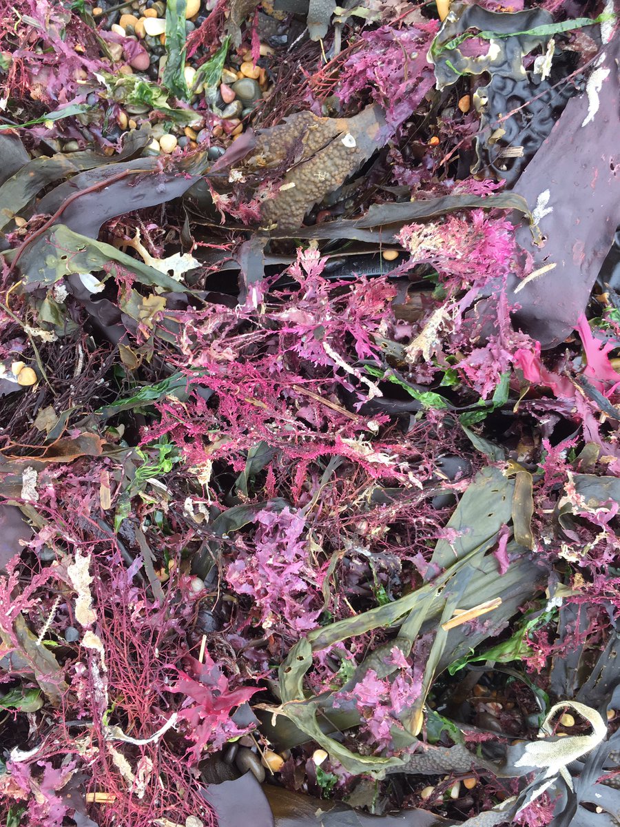 HannahHewetson's tweet photo. Pembrokeshire Palette #colours #weeds https://t.co/2fgQFGVIqO