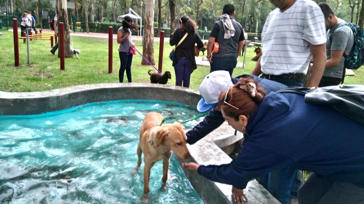 UberPetGratis's tweet photo. Te llevamos GRATIS a disfrutar con tu perrhijo a cualquier parque de la CDMX , registrate con código FUVB4 🐶🚗👌 https://t.co/nbKBA9A87n