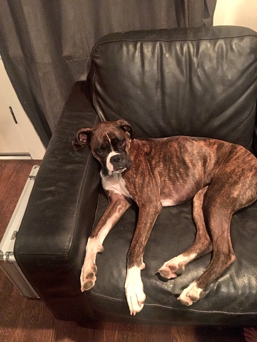 jgrgrymusic's tweet photo. #VoxFace "I am unamused by your request for #vox harmonies pops" #boxerdog #popmusic #darkpop https://t.co/bEqmNuPHdp