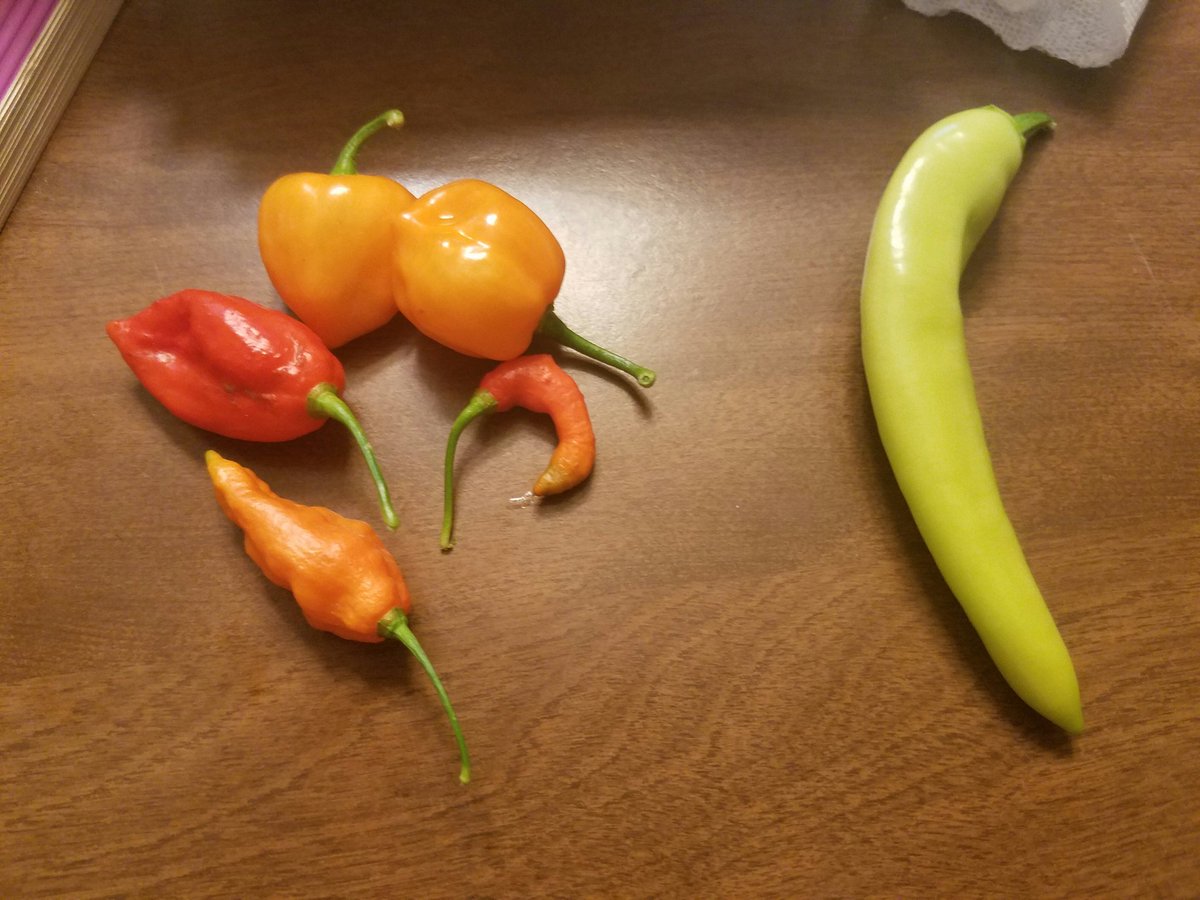 DanBallengerNC's tweet photo. Traded with my parents: they get the banana pepper on the right. I get the ghosts and habaneros on the left. #fair https://t.co/Wpz79IHvie