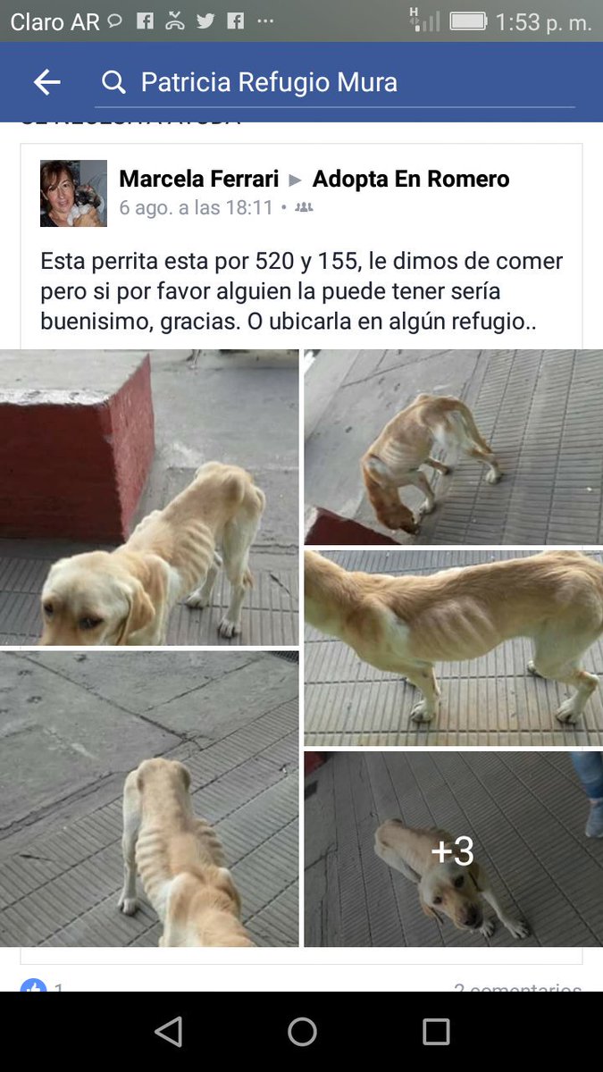 refugioenalerta's tweet photo. La indiferencia la está matando en #MelchorRomero por favor ayuda @nikitaneumann @adriasalgueiro @candetinelli https://t.co/7nROUkJ8BX