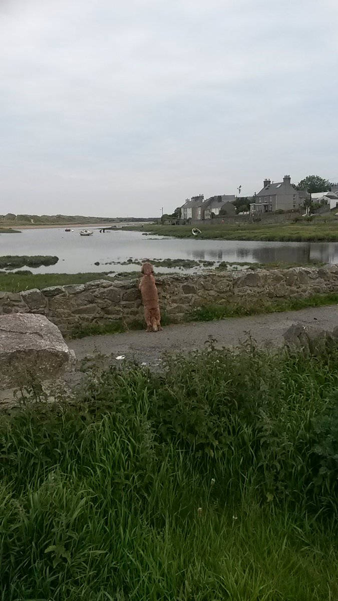Its_a_Bess_Life's tweet photo. I'm looking at the view not pretending to be a meerkat! #comparethemeerkat #Aberffraw https://t.co/7W9T5tdbD6