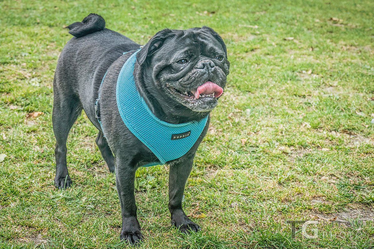 TGFilmandPhoto's tweet photo. Lots of lovely pug mugs! #PetPortraits #a6300 #FakeHDR https://t.co/fDp03qIsYo