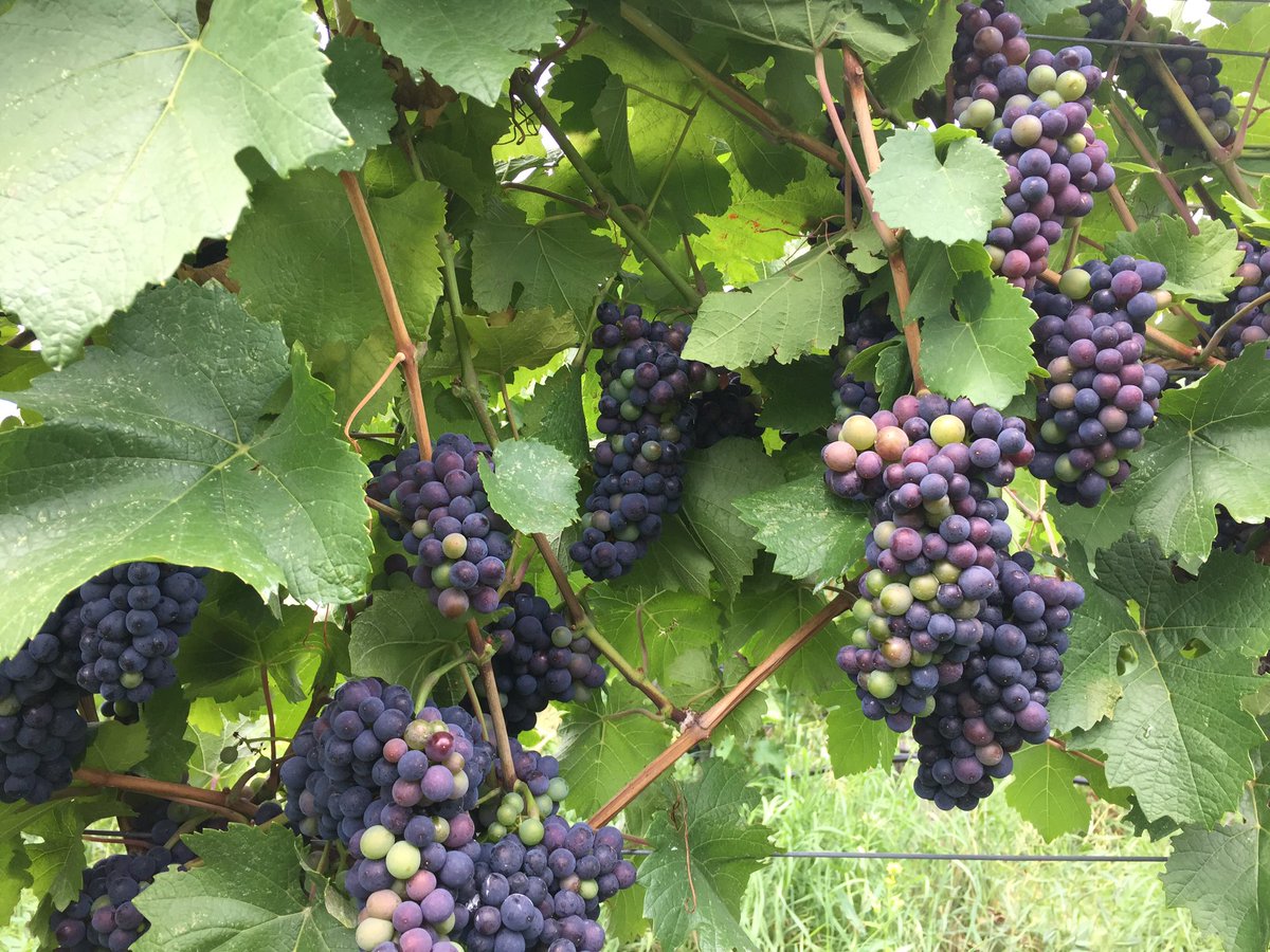 anarchywines's tweet photo. #colorthinning our #2016pinotNoir https://t.co/f1qWeiODYL