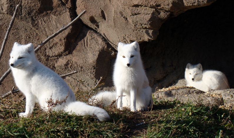 detroitzoo's tweet photo. Happy #SistersDay from arctic fox sisters Moxie, Roxanne and Alex. https://t.co/IMFZKfcGTK