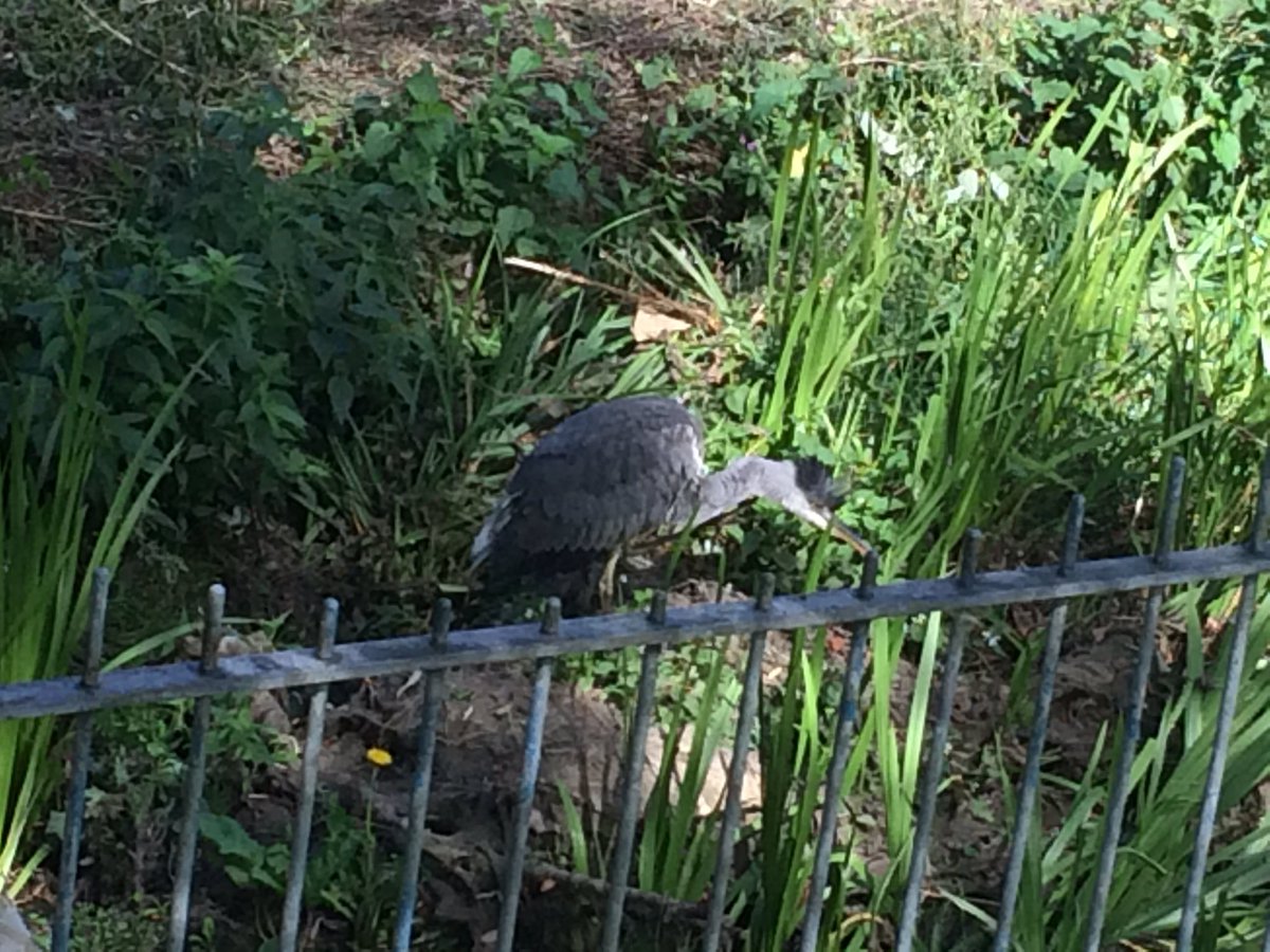 #selondonbirds. Is this a heron?  If it is its minding its own business in Bell Green SE26. Who'd have thought?