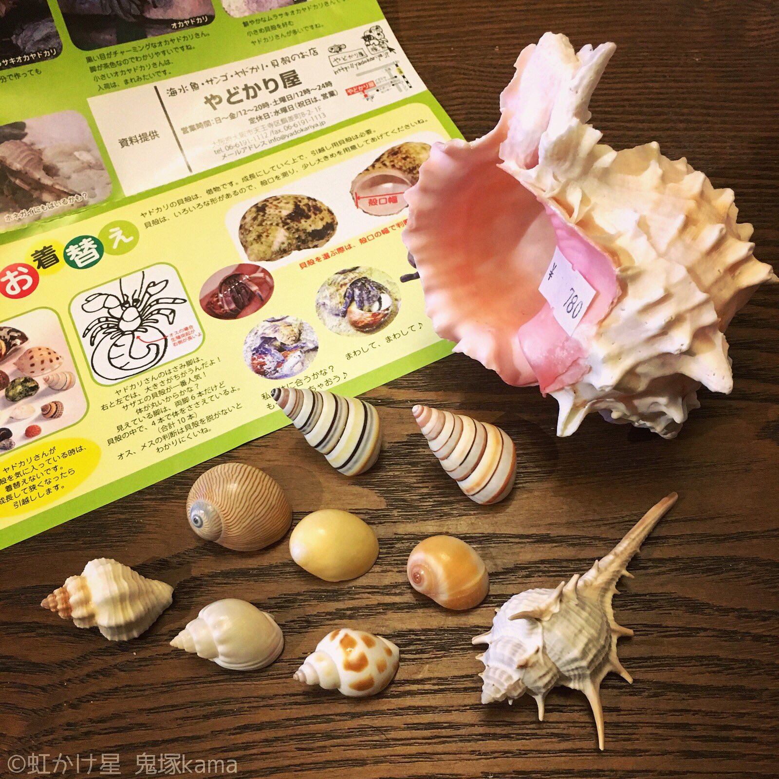 鬼塚kama 虹かけ星 横浜羊毛講座の生徒募集中 Fennec Kama やどかり屋 お店の方とオカヤドカリ さんの好みと私の好みを合わせ数回脱皮で住めるサイズの貝殻をゲット お気に入りの赤いイチゴナツモモ貝は超レアだったそうでなかった残念 大きい貝殻は
