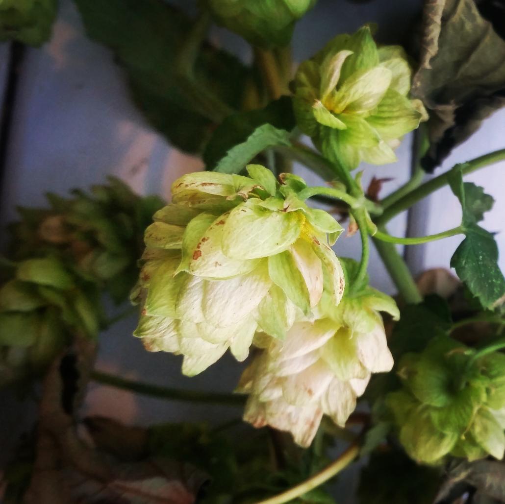 #luppolo che #passione :-)  @ristoroagricolo #cenaia #sempresulavia #birraartigianale