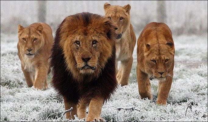 WeAreDBNation1's tweet photo. When the DB's hear the season is approaching! #HuntingSeason  😈😤 https://t.co/1zjf8sg92A