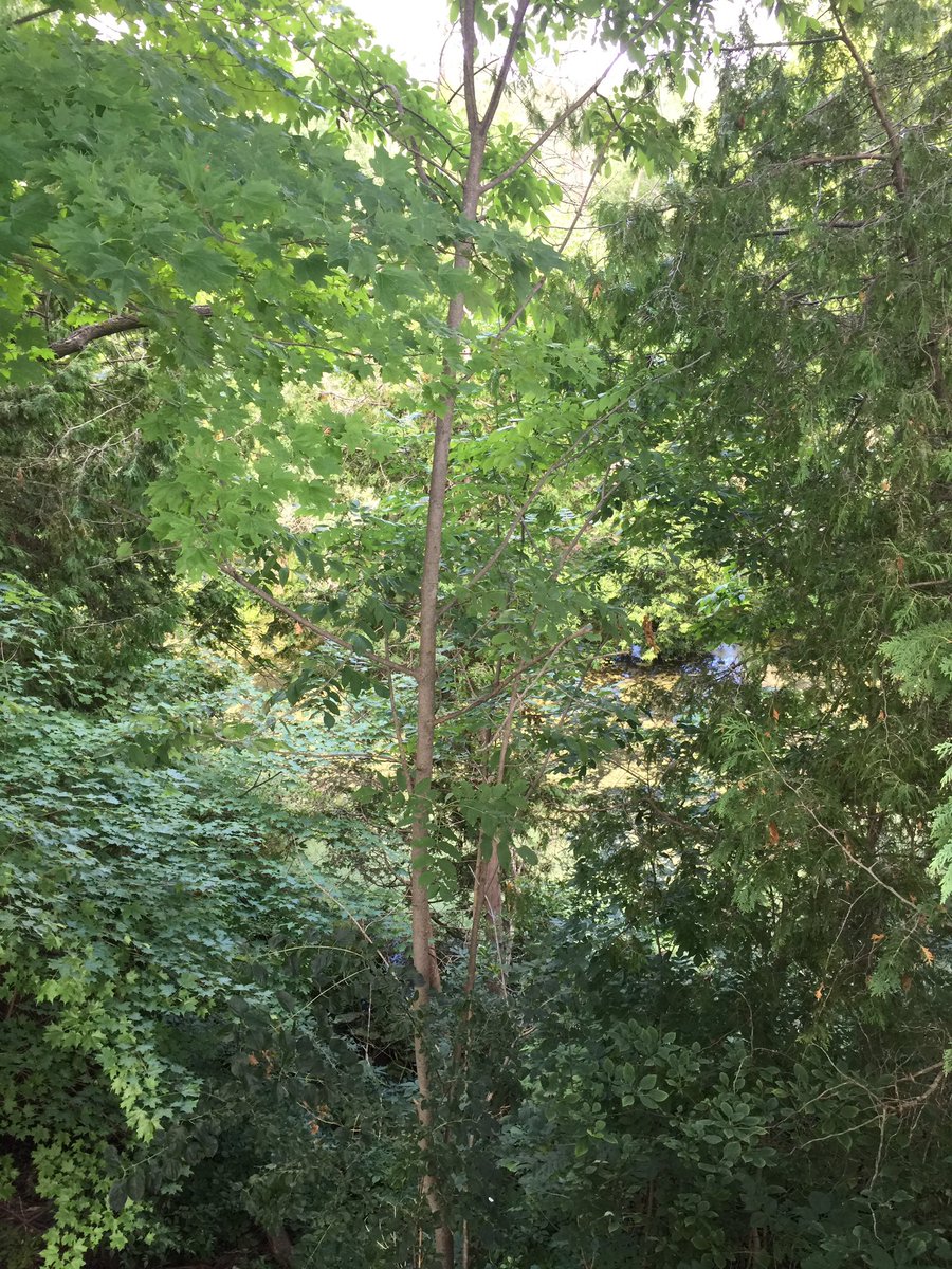 adeleradio's tweet photo. You know you watch #stangersthings too much when you wonder what that sound coming from the bush was 😳 https://t.co/q0iJQVT578