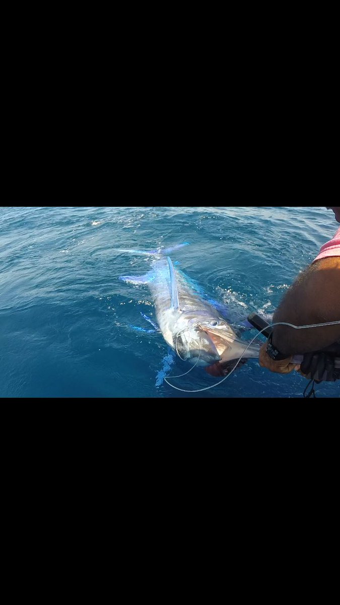 texas_angling's tweet photo. Caught my first Blue Marlin a few days ago! 250lbs and 122 inches https://t.co/iKV9QkJ6Zg