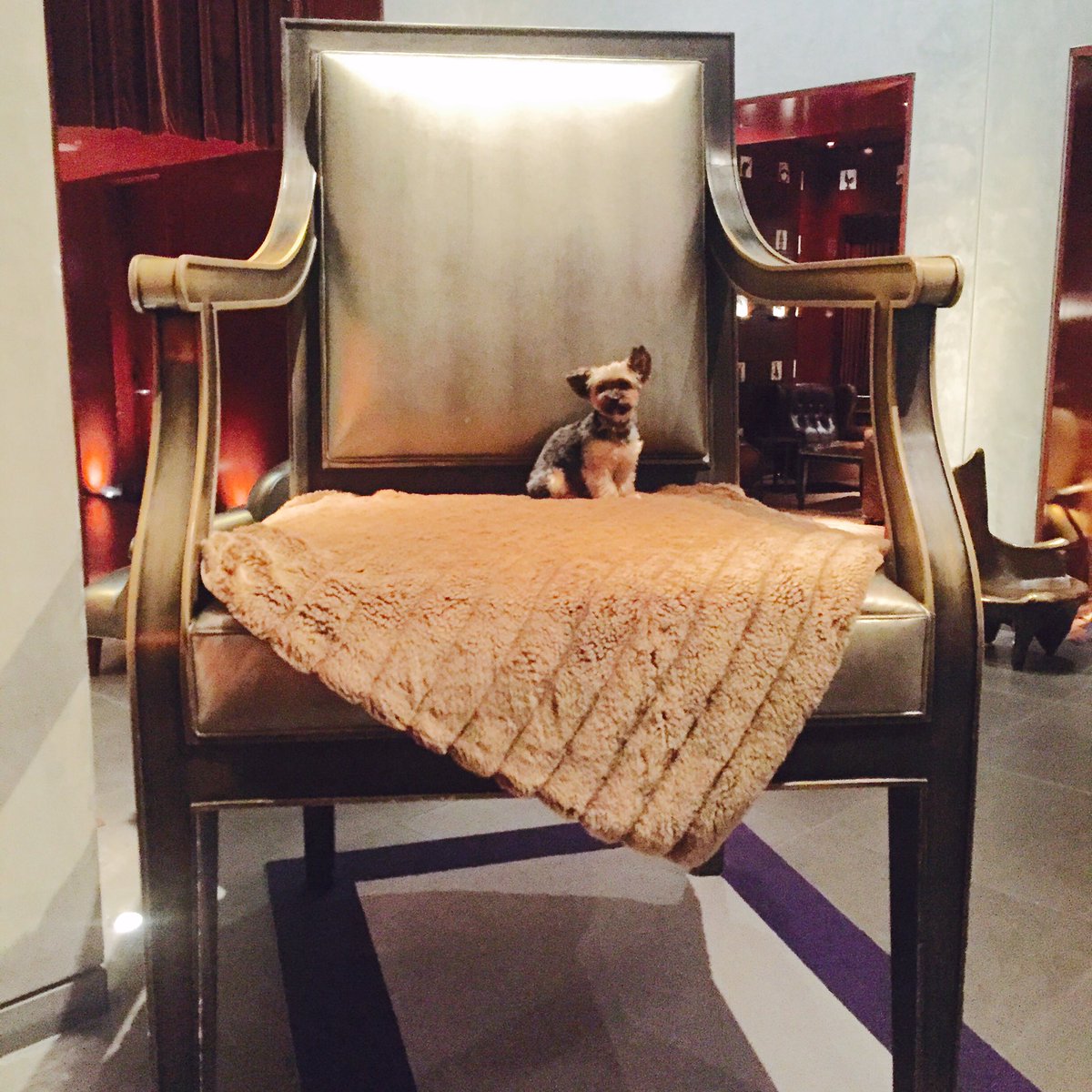 The_PettingZu's tweet photo. A King On His Throne! 🐶👑 #Ceelo #Dog #thepettingzu #zulander #royaldog https://t.co/M8CBYDWXRe