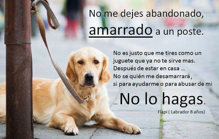 perritocallejer's tweet photo. Abandonarlos es tanto como condenarlos a muerte, una mascota NO sabe defenderse en la calle #SéResponsable https://t.co/I1StZfLp6F