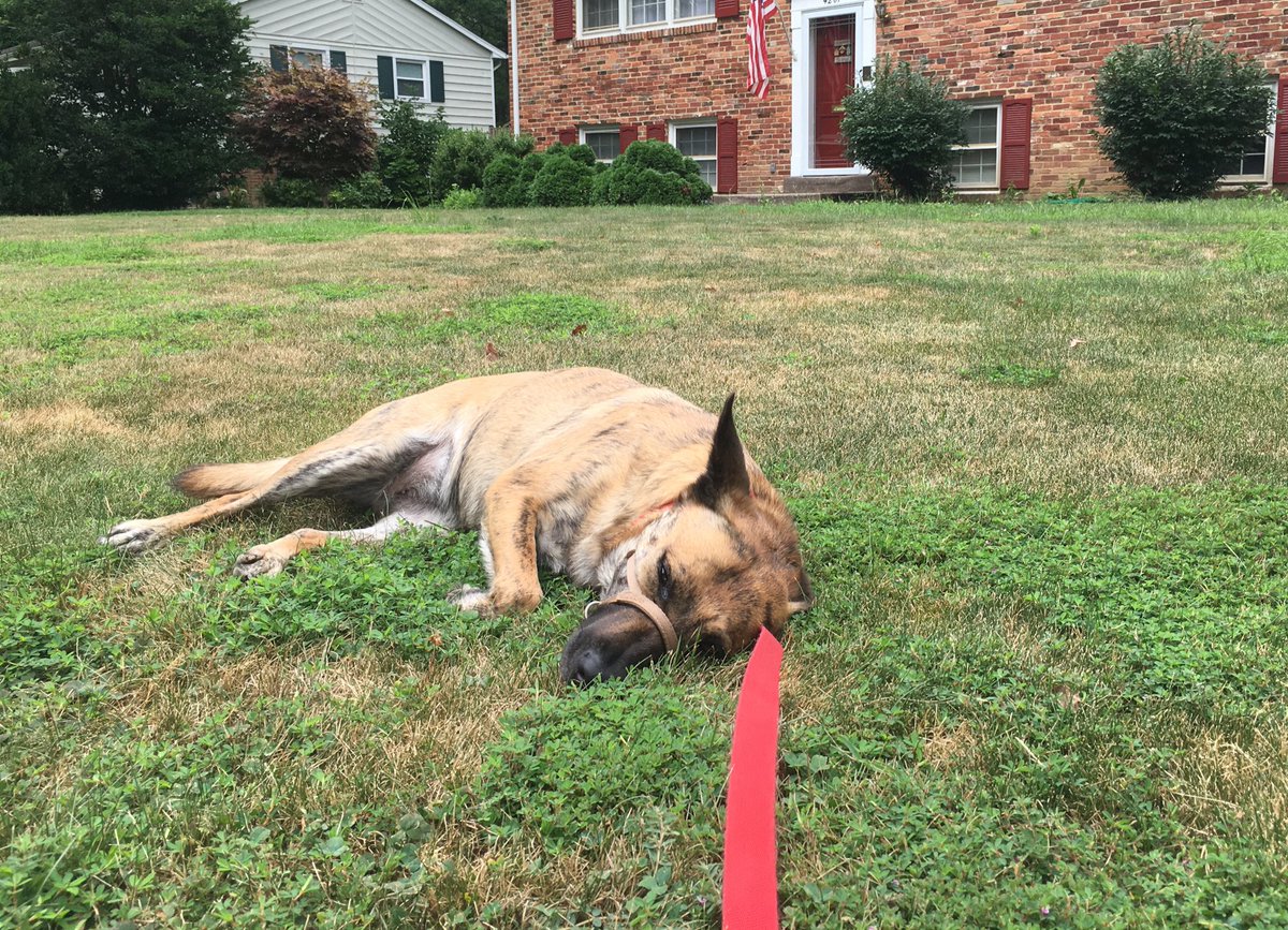 FinnTheDoodL's tweet photo. When tomorrow is Monday... #ijustcant https://t.co/ofyPM88Gfc