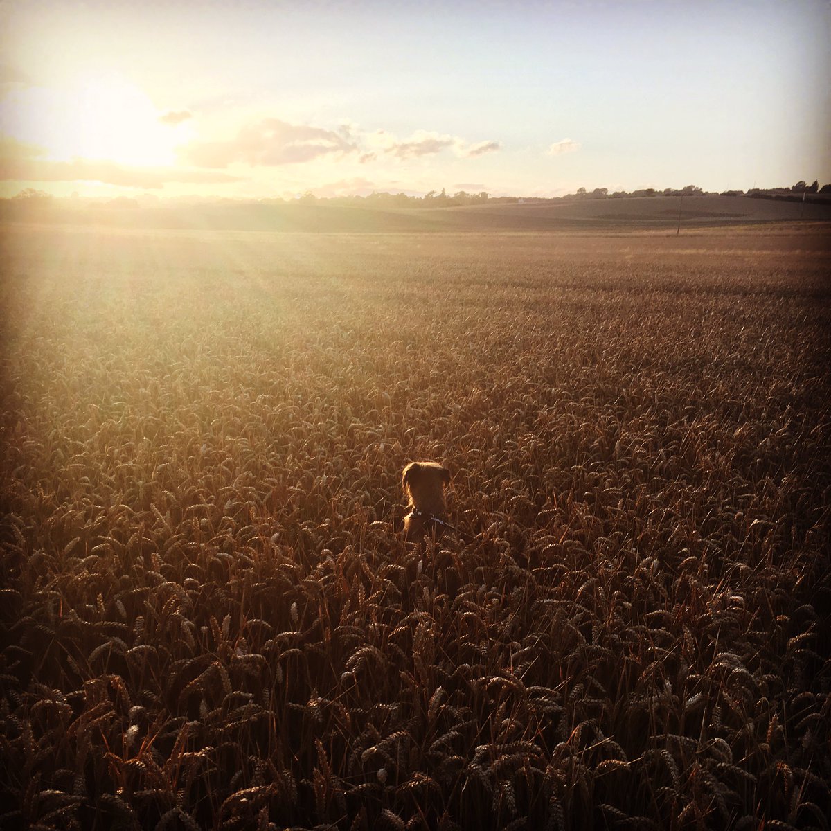 MaxTheBT's tweet photo. Sunday night walks! Don't go toward the light! #btposse #borderterrier #sunday #sunshine https://t.co/osI1MNv963