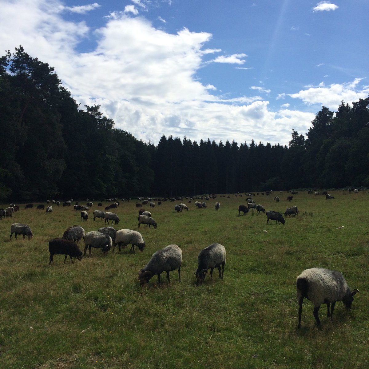 Out wandering in the German wilderness when suddenly...sheep everywhere! #wandern #deutschland #germany #hiking